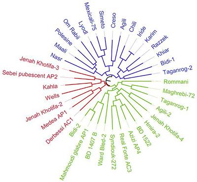 Comparative Genetic Analysis of Durum Wheat Landraces and Cultivars Widespread in Tunisia